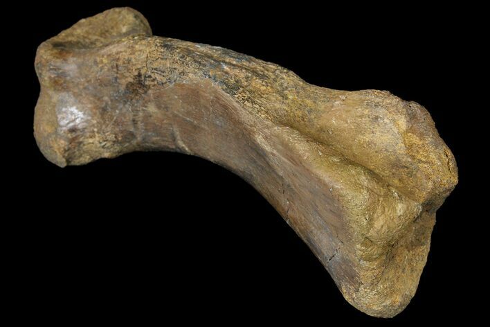 Pachycephalosaur Matatarsal (Foot) Bone - Montana #121976